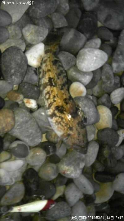 �����ʥ�