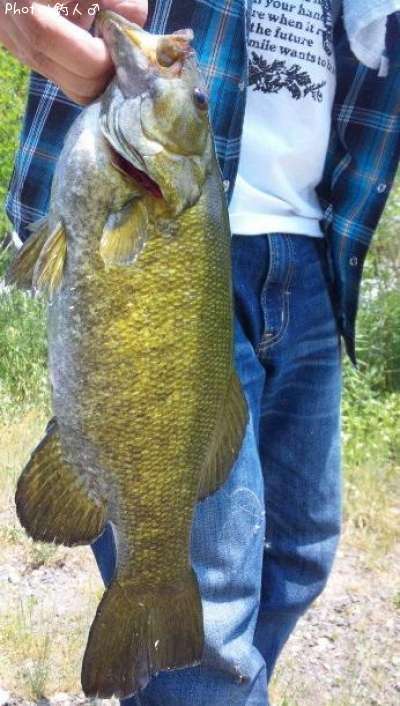 ���⡼��ޥ����Х�