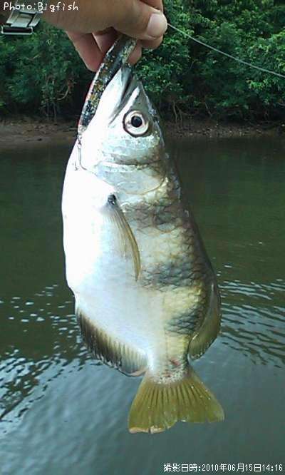 �ƥåݥ�����