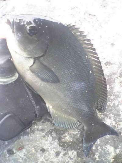 ��Ĺ�᥸��