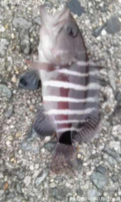 �ϥ�