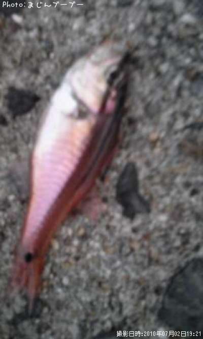 �ͥ�֥ĥ���