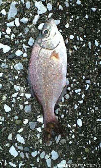 �����ʥ�