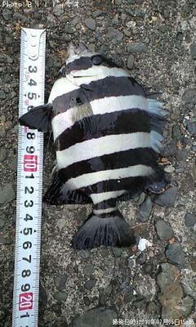 ���ޥ���