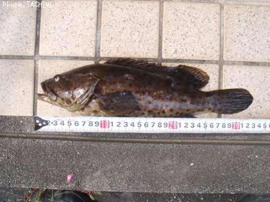 �������ϥ�