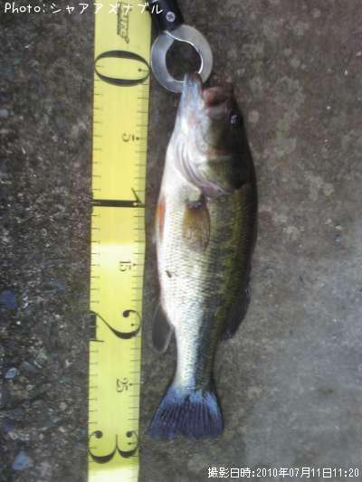 �֥�å��Х�