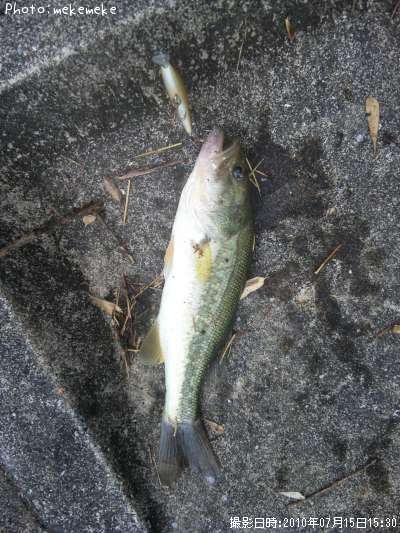 �֥�å��Х�