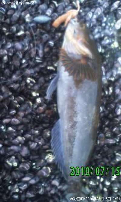 �����ʥ�