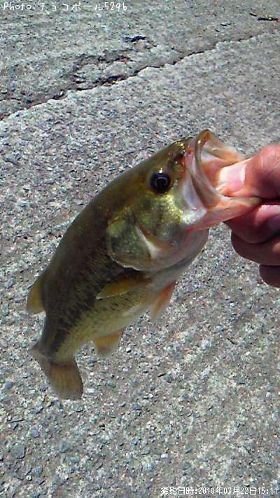 �֥�å��Х�