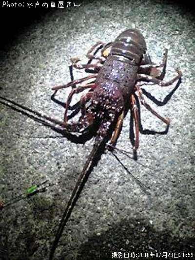 ������Ϸ