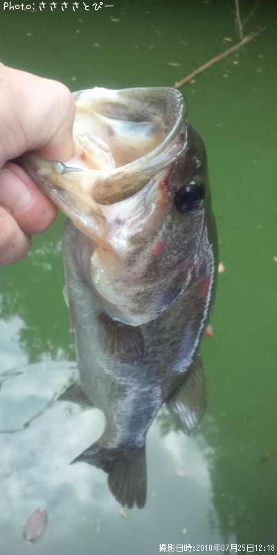 �֥�å��Х�