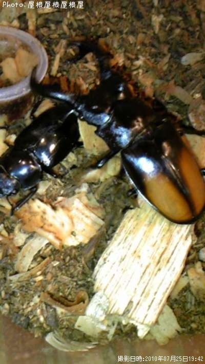 ���塞���ʾС�