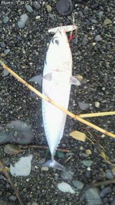 �ޥ륽����