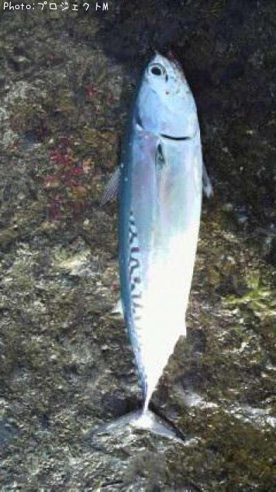 �ޥ륽����