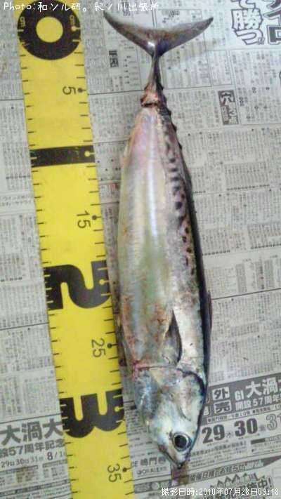 ���������ĥ�