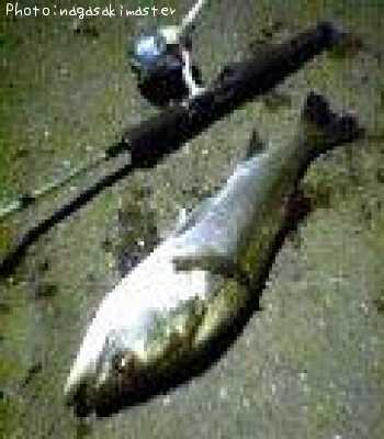 �ޥ륹����