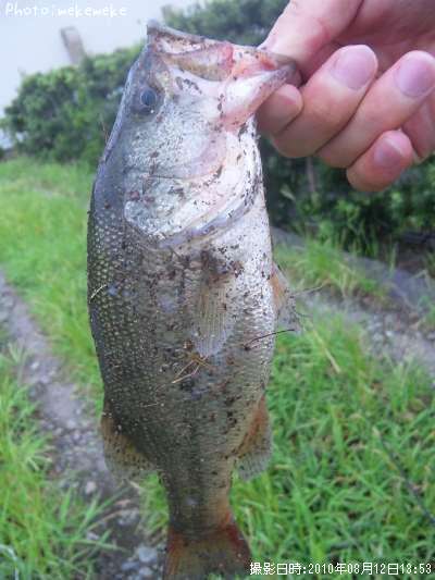 �֥�å��Х�