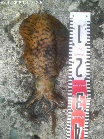 �����ꥤ��