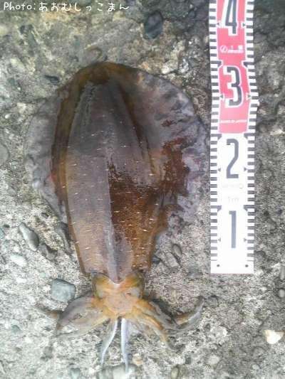 �����ꥤ��