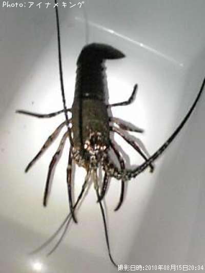 ������Ϸ