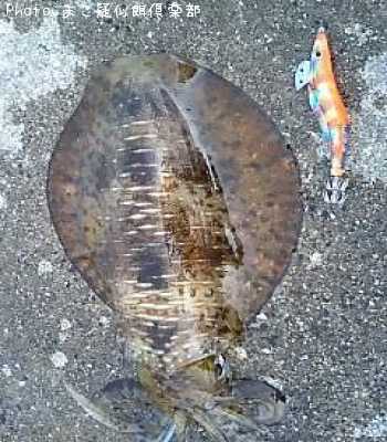 �����ꥤ��