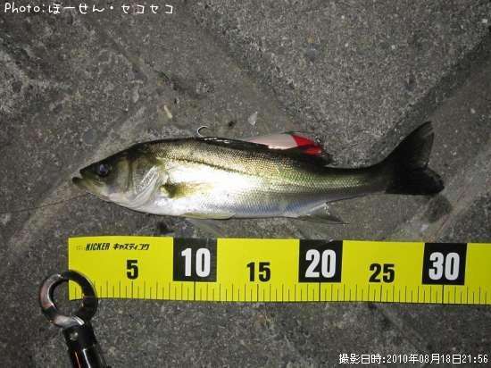 �����Х�