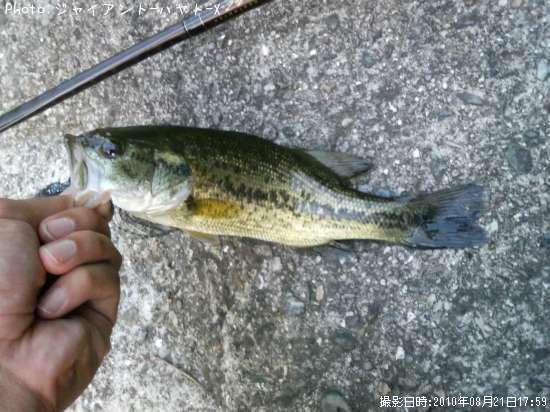 �֥�å��Х�