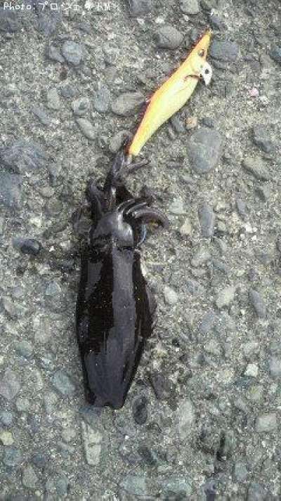 �����ꥤ��