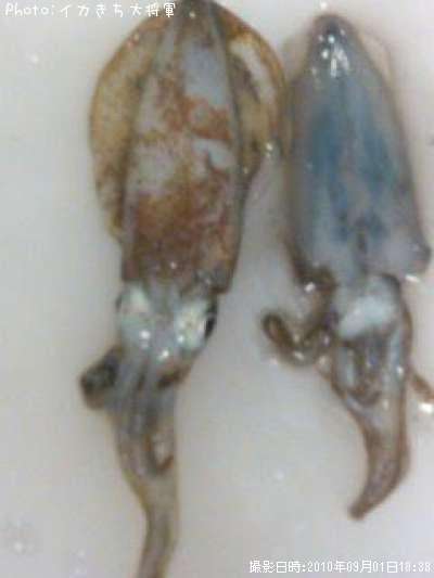 �����ꥤ��