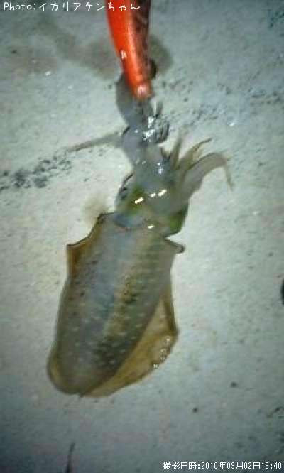 �����ꥤ��