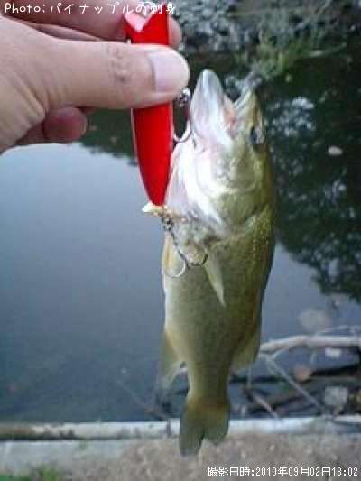 �֥�å��Х�