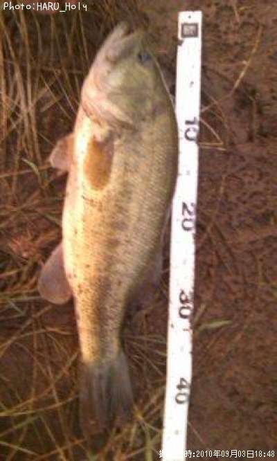 �֥�å��Х�