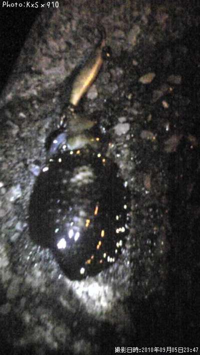 �����ꥤ��