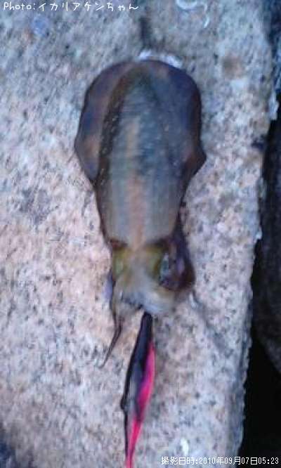 �����ꥤ��