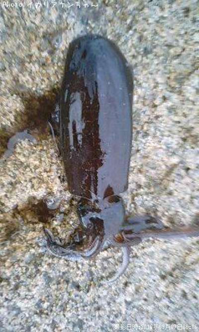 �����ꥤ��