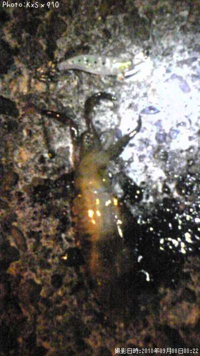 �����ꥤ��