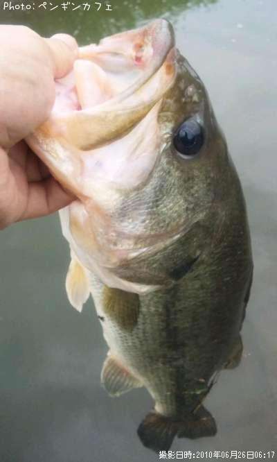 �֥�å��Х�