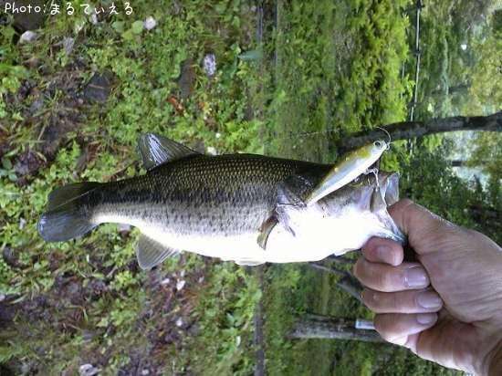 �֥�å��Х�