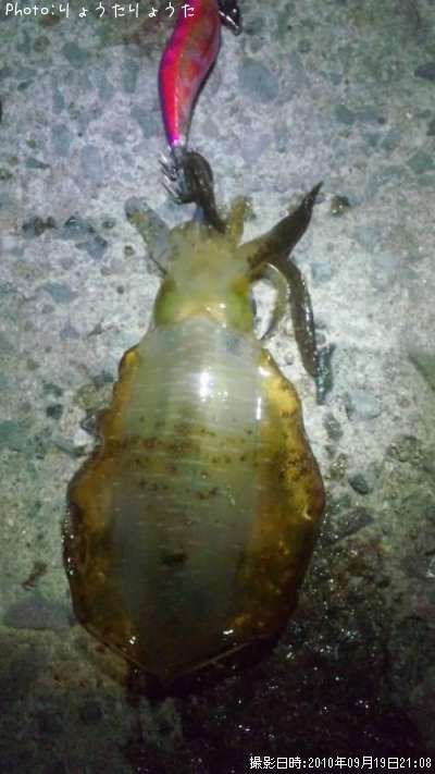 �����ꥤ��