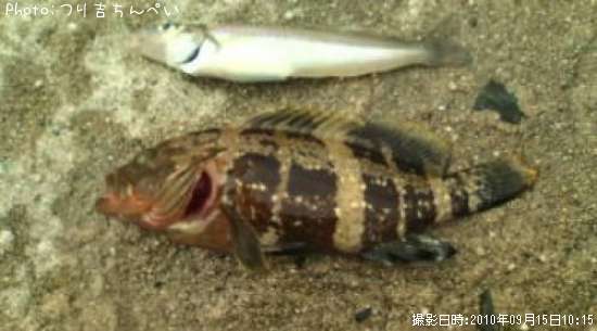 �����ϥ�