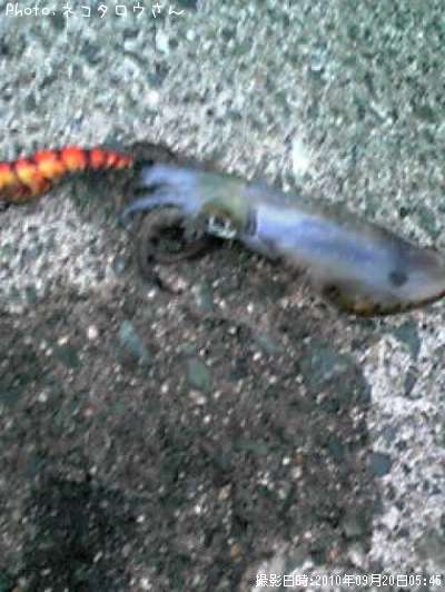 �����ꥤ��