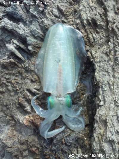 �����ꥤ��