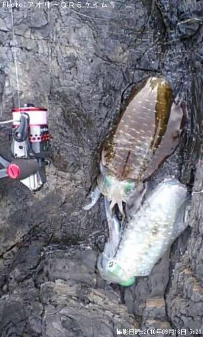 �����ꥤ��