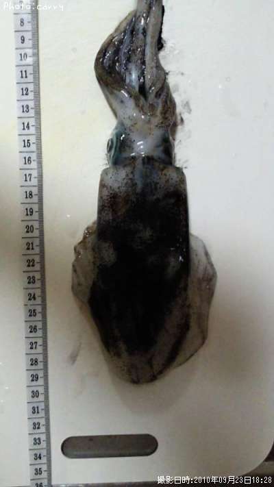 �����ꥤ��