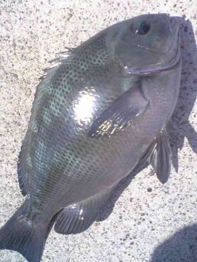 �����᥸��