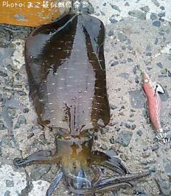 �����ꥤ��