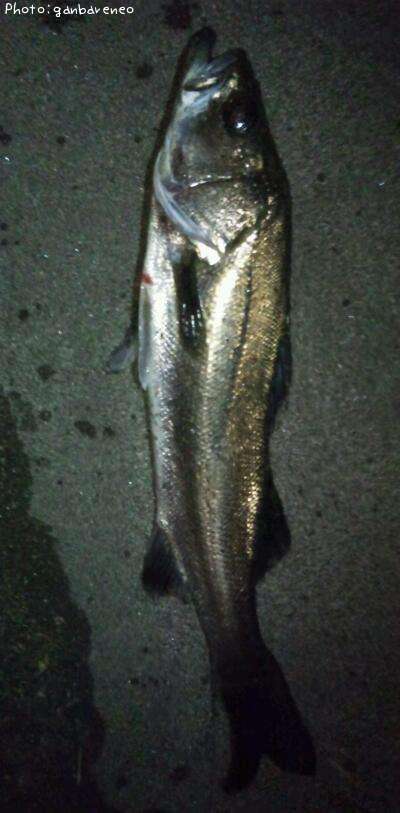 �����Х�