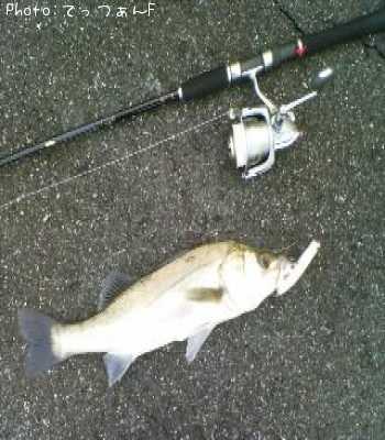 �ޥ륹����