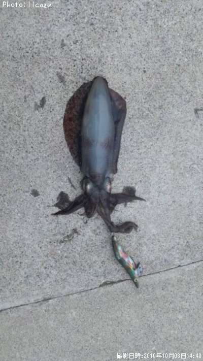 �����ꥤ��