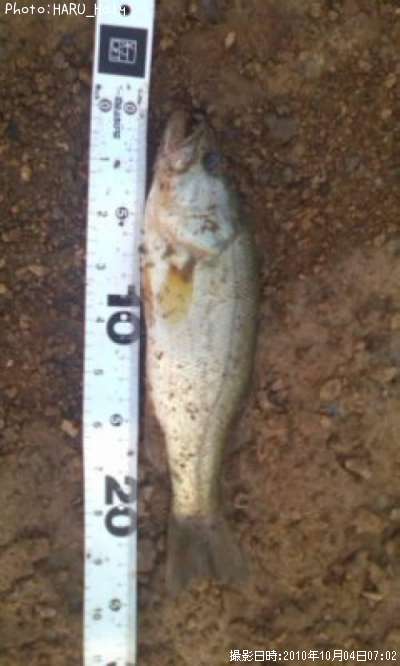 �֥�å��Х�